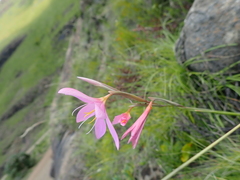 Hesperantha baurii