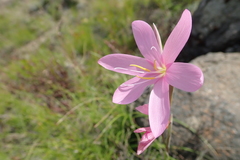 Hesperantha baurii