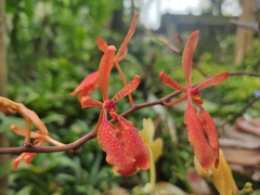 Renanthera