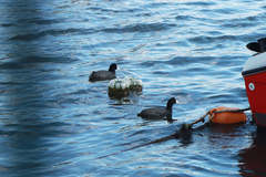 Fulica atra