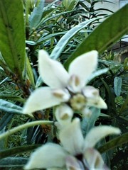 Gomphocarpus fruticosus × physocarpus