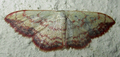 Scopula caesaria