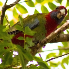 Platycercus elegans elegans