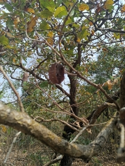 Terminalia elliptica