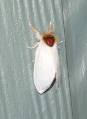 Trichiocercus mesomelas