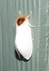 Trichiocercus mesomelas