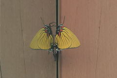 Atlides polybe