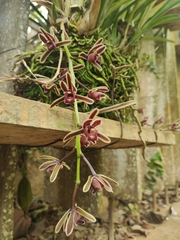 Cymbidium bicolor