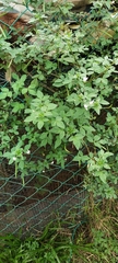 Cleome rutidosperma
