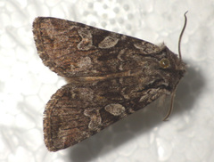 Lasionycta proxima
