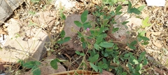 Desmodium