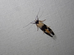 Cosmaresta archedora