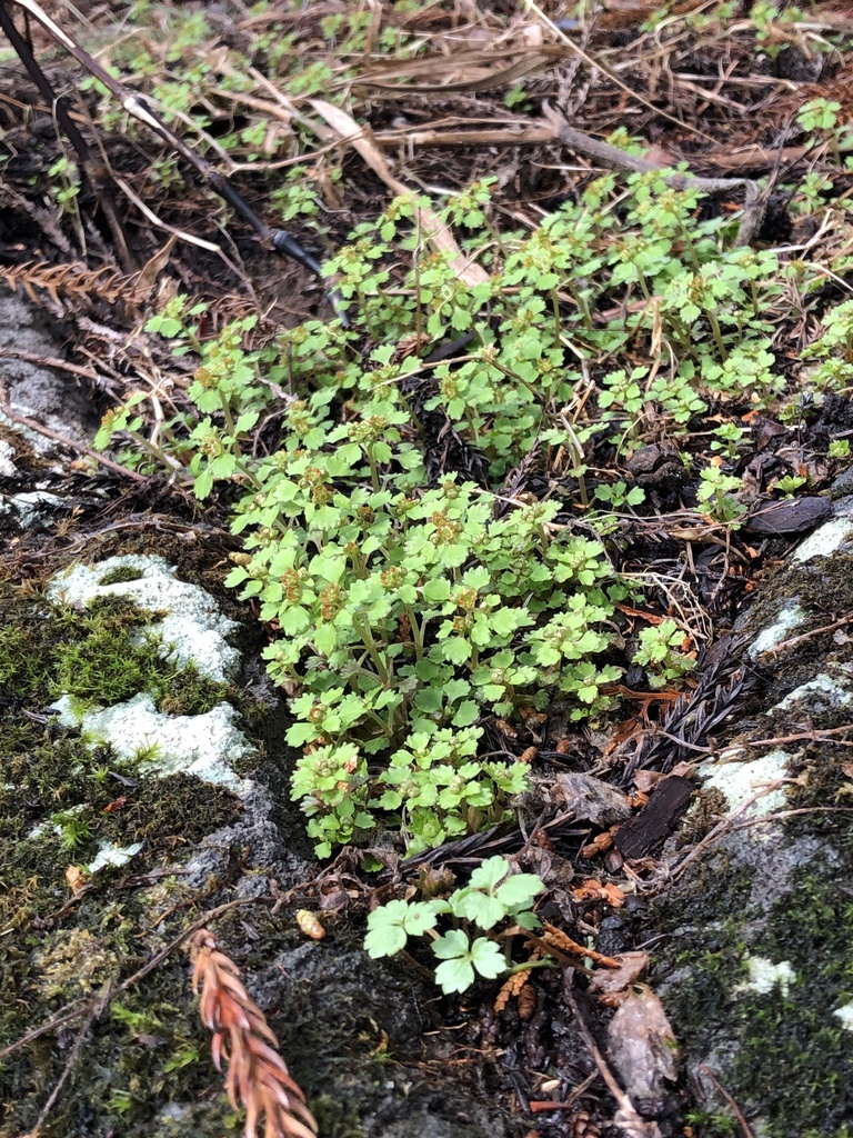 Chrysosplenium echinus