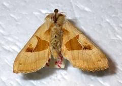 Phlogophora scita