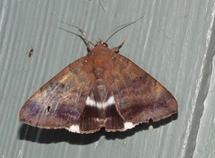 Achaea eusciasta