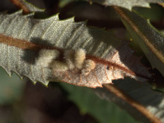 Dasineura banksiae
