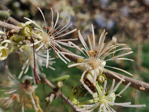 Image of Alangium salviifolium by (c) T R Shankar Raman, some rights reserved (CC BY)