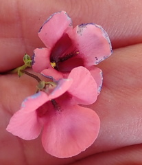 Diascia integerrima
