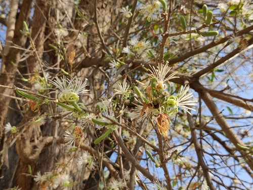 Image of Alangium salviifolium by (c) T R Shankar Raman, some rights reserved (CC BY)