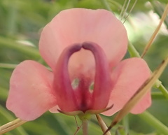 Diascia integerrima