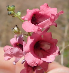 Diascia integerrima