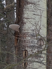 Phellinus populicola