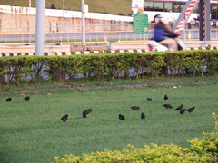 Acridotheres cristatellus formosanus