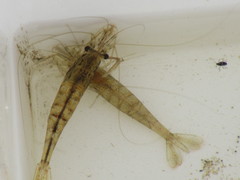 Paratya curvirostris