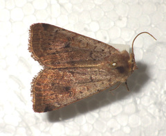 Protolampra sobrina