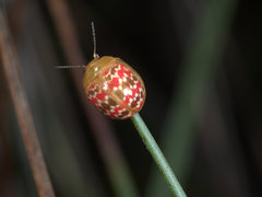 Paropsis minor