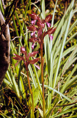 Anacamptis papilionacea papilionacea
