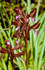 Anacamptis papilionacea papilionacea