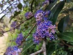 Memecylon umbellatum