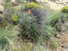 Kniphofia stricta