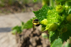 Scrophularia vernalis