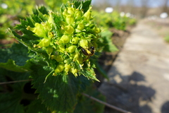 Scrophularia vernalis