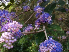 Memecylon umbellatum