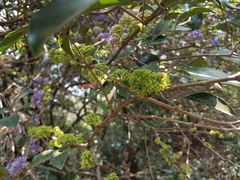Memecylon umbellatum