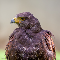 Parabuteo