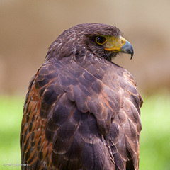 Parabuteo