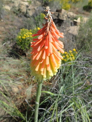 Kniphofia stricta