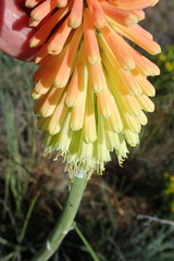 Kniphofia stricta