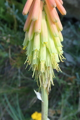 Kniphofia stricta