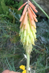 Kniphofia stricta