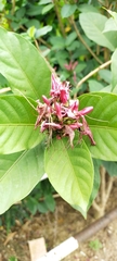 Combretum indicum