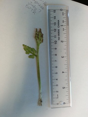 Botrychium michiganense