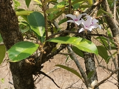Dendrobium barbatulum
