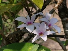Dendrobium barbatulum