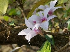 Dendrobium barbatulum