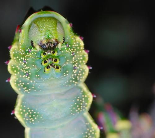 Photo of Western Marbled Emperor (Heniocha bioculata)